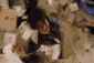h.gif